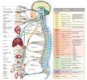 Chiropractor in Springfield, Illinois